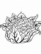 Cauliflower Coloring Pages  Best For Kids sketch template