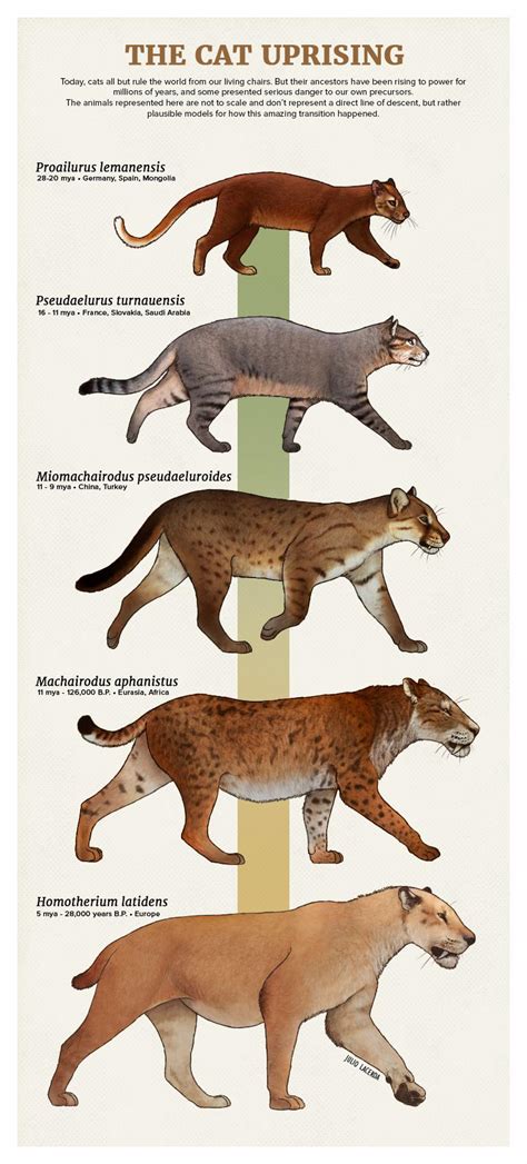 A look into some of the evolutionary stages of cats - art by Julio Lacerda : r/Naturewasmetal