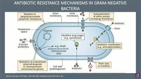 Gram Negative Bacteria Antibiotics