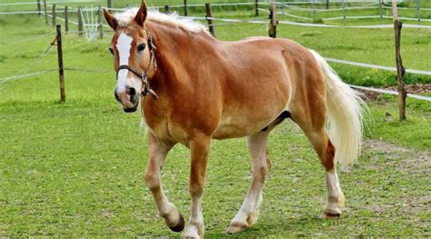 Haflinger Horse Breed Info & Facts