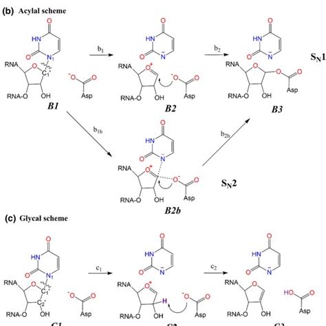 Proposed pathways for the glycosidic bond cleavage: a the Michael... | Download Scientific Diagram