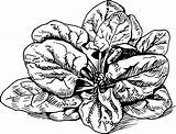 Vintage Spinach coloring page  ColouringPages sketch template