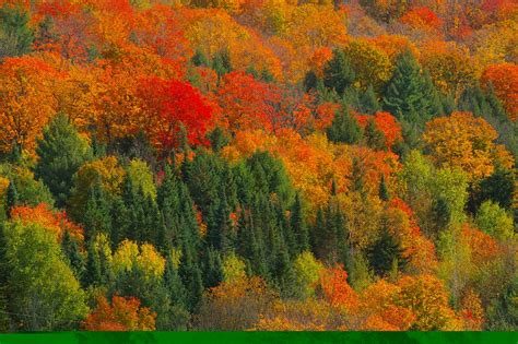 Pines Amid Fall Foliage - New England