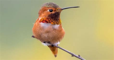 Allen's Hummingbird Identification, All About Birds, Cornell Lab of Ornithology