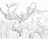 Elk Coloring Pages For Kids sketch template
