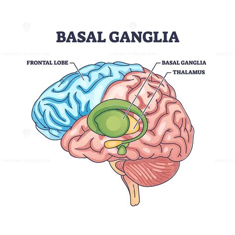 Basal ganglia or nuclei location and human brain structure outline diagram - VectorMine