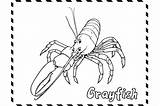 Crayfish In Sea Coloring Pages Graphic By MyCreativeLife · Creative Fabrica sketch template