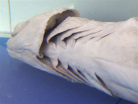 File:Frilled shark throat.jpg - Wikimedia Commons
