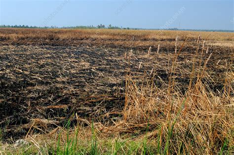 Fishing Cat Habitat - Stock Image - F031/7918 - Science Photo Library