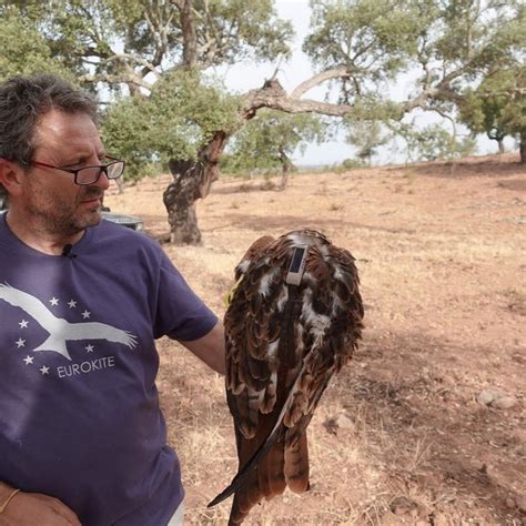 Red Kites Reintroductions in the Iberian Peninsula