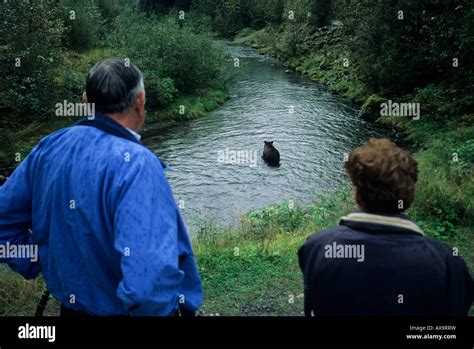 Vistors viewing grizzly bear in creek Fish Creek Hyder Alaska Stock ...