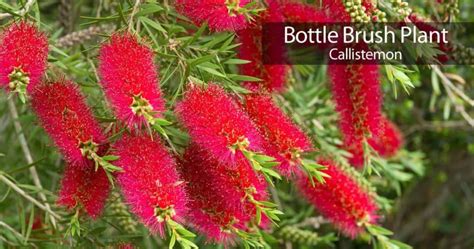 Bottle Brush Tree Care: How To Grow The Callistemon