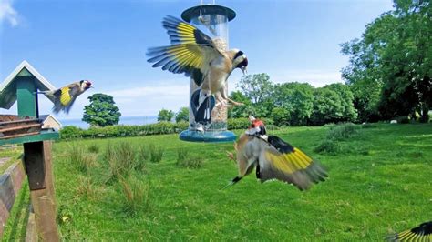 Goldfinch Feeding from a Tube Peanut Seed Feeder at a Table in Ireland ...