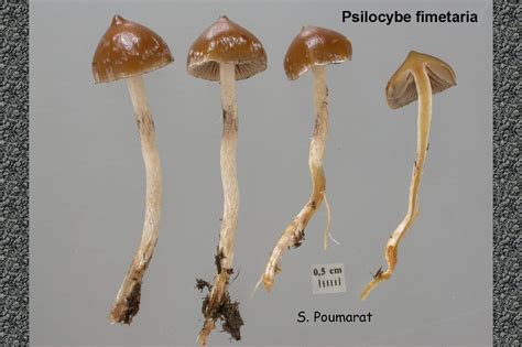 Psilocybe fimetaria - Wikipedia