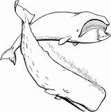 Printable Whale Coloring Pages sketch template