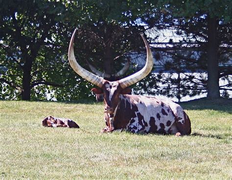 Watusi Cow | This breed was native to Africa. View On Black … | Flickr