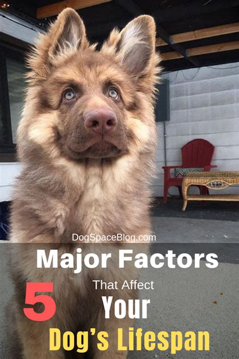 5 major factors that affect your dog s lifespan – Artofit