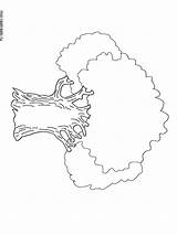 Oak Red Coloring Tree Leaf Drawing Northern Pages Live Champion  sketch template
