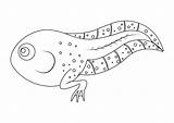 Coloring Page Of Tadpole Cartoon Character Vector Illustration Isolated  sketch template