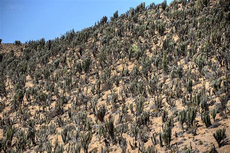 Road trip to Atacama Desert – Miles and Maia