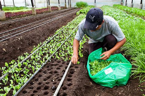 Organic farming - Stock Image - C032/6047 - Science Photo Library