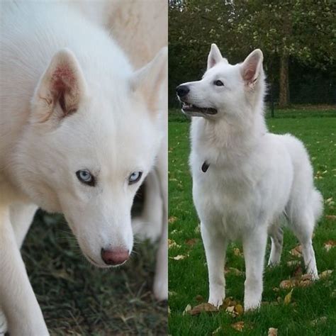 White German Shepherd Husky Mix • ShepskyMix