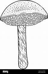 Moss  Edible Mushroom Doodle Cartoon coloring Page For Adults Stock sketch template