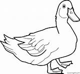 25 Free Duck Coloring Pages For Kids And Adults sketch template