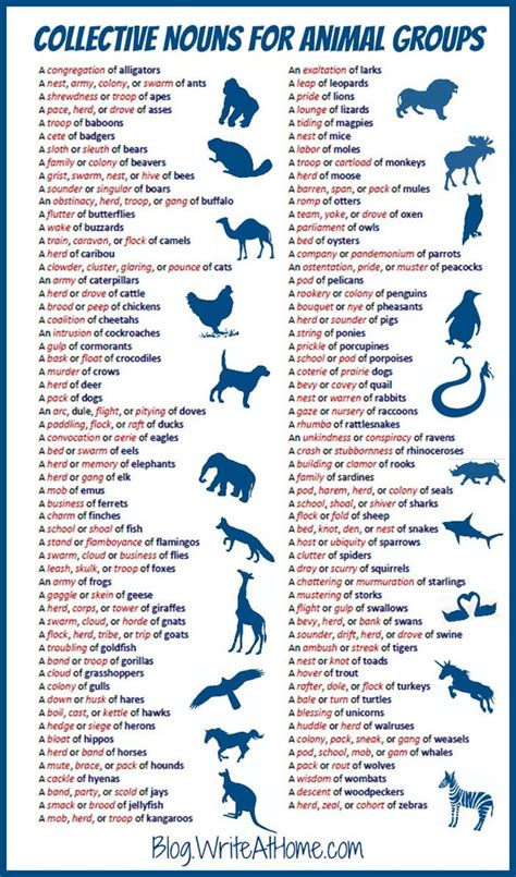 Collective nouns for animal groups : coolguides