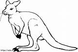 Simple Kangaroo Coloring Page sketch template
