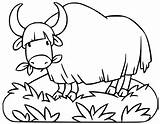 31 Best Ideas For coloring  Yak Coloring Page Free Printable sketch template