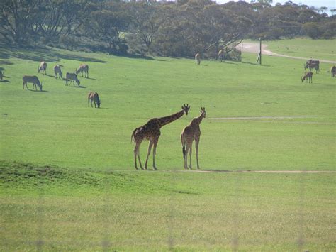 Giraffes at Monarto Zoo, South Australia - Trevor's Travels