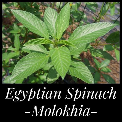 50 Egyptian Spinach Seeds, Molokeyhia Seeds, Corchorus Olitorius, Spinach Seeds, Permaculture ...