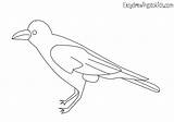 Coloring Pages Crow sketch template