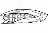 Corn Cob coloring Page  ColouringPages sketch template
