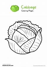 Cabbage Coloring Pages For Kids – Free Printables  Art & Craft sketch template