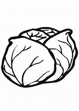 Coloring Pages  Cabbage Vegetable Page sketch template