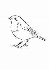 Coloring Pages  Free Robin For Kids sketch template