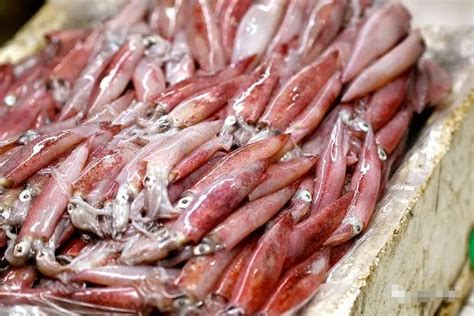 The Illex squid fishing season got off to a bad start, the price in Chinese market has risen!