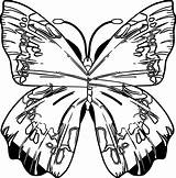 Purple Butterfly Coloring Page  Wecoloringpagecom sketch template