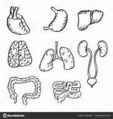Printable Human Body Organs Coloring Pages sketch template