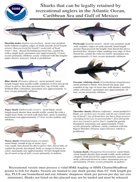 NOAA Shark Identification Placards | Sharks | Vertebrates