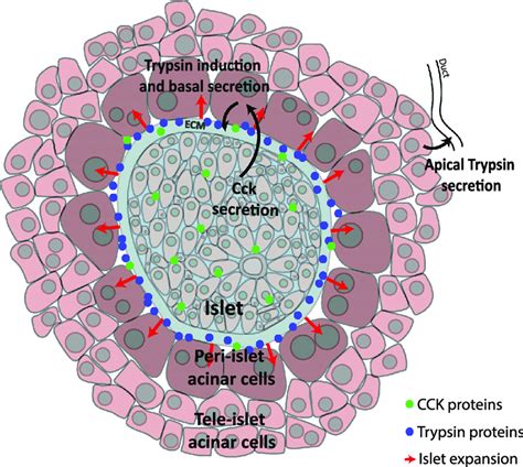 Acinar Cells