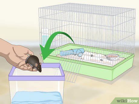 How to Clean a Mouse Cage: 12 Steps (with Pictures) - wikiHow Pet