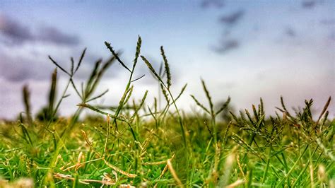 Close-up Photography of Grass · Free Stock Photo