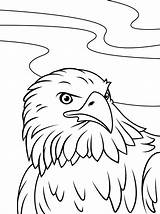 Eagle Face coloring Page  Download Print Or Color Online For Free sketch template