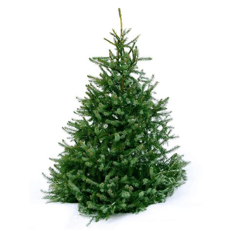 8ft Norway Spruce Christmas Tree | The Christmas Forest