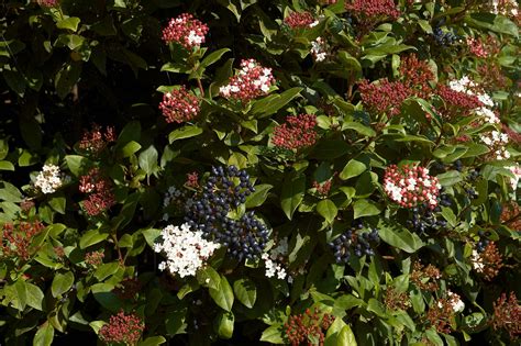 Viburnum Tinus Plant Care