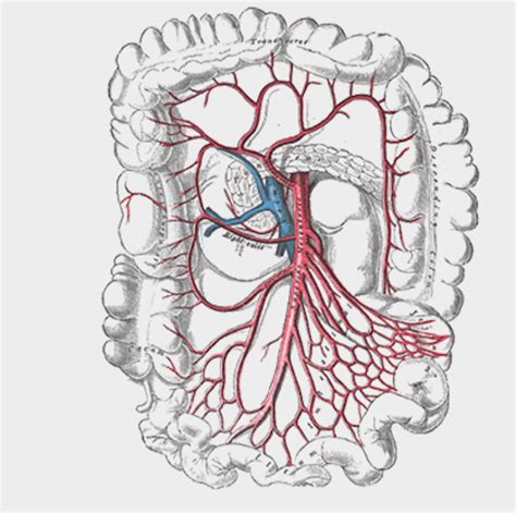 P4226 – Superior Mesenteric Artery & Branches (Isolated) | Prosections