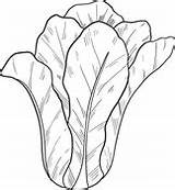 Lettuce coloring Pages  Free Coloring sketch template